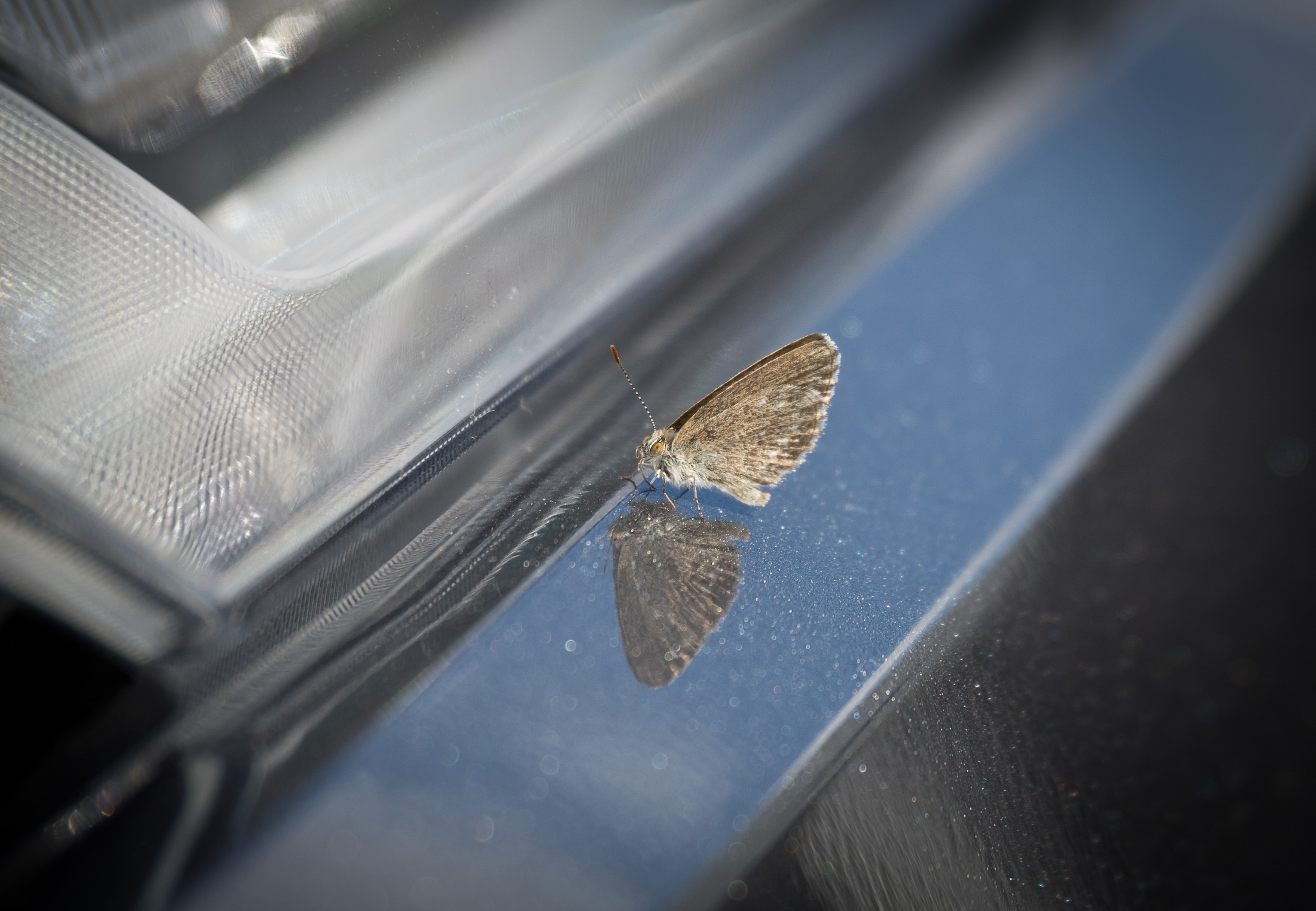 Moth reflection on paint after coating applied